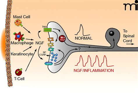 THE NERVE GROWTH FACTOR AND THE NEUROSCIENCE CHESS BOARD