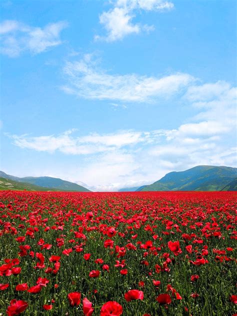 Aesthetic Red Flower Field Wallpapers - Wallpaper Cave