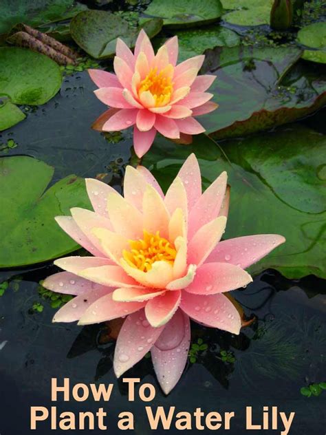 How to Plant a Water Lily - Hydrosphere | Water garden plants, Water ...