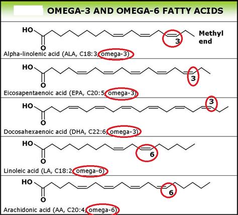 Omega 3 Fatty Acids In Depth Review on Supplements, Benefits & Food