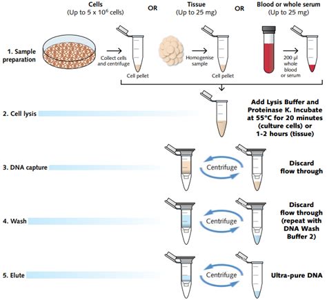 DNA Extraction kits now optimised for blood extraction | Chromatrap ...