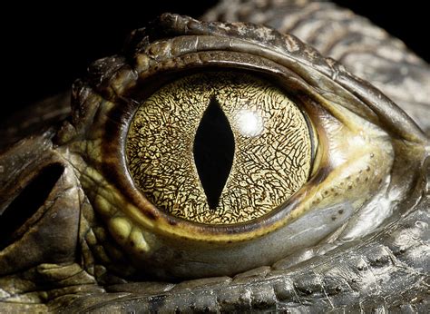 Caiman Crocodiles Eye, Close Up #1 by Jonathan Knowles