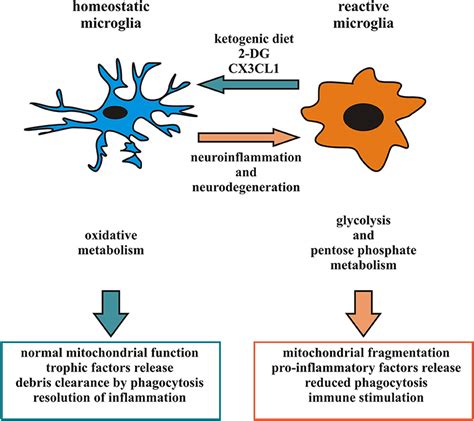 Microglial Cells Function