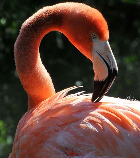 Toronto Zoo | Animals