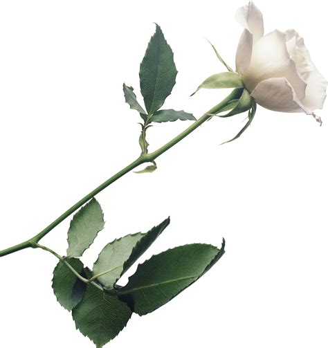 White Rose, Floral, Elegance, Romance, Symbolism PNG