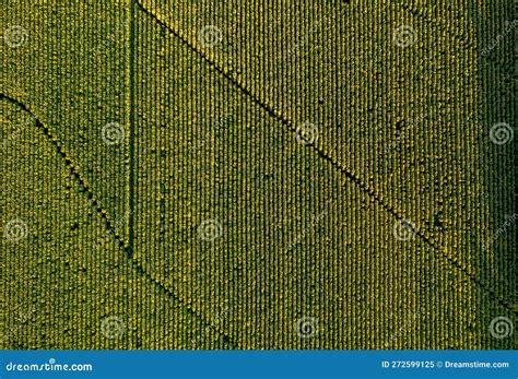 Aerial View of Field Growing Tobacco in Chile. Top View from Drone ...