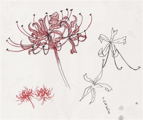 歌ってる電報 ~ Singing Telegram | Flower drawing, Lilies drawing, Red spider lily