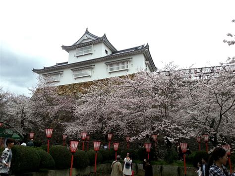 Top Cherry Blossom Spots in Okayama - The Wadas On Duty