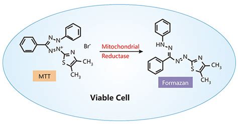 The Overview of Cell Viability - Cusabio