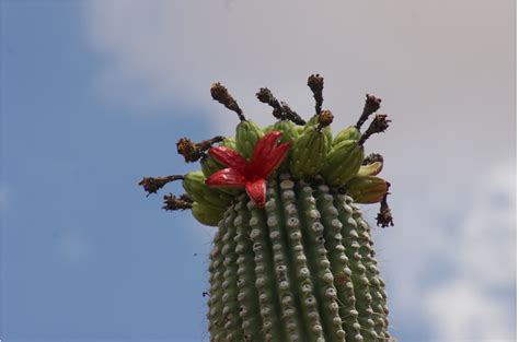 Saguaro Flower Power Project - Saguaro National Park (U.S. National ...