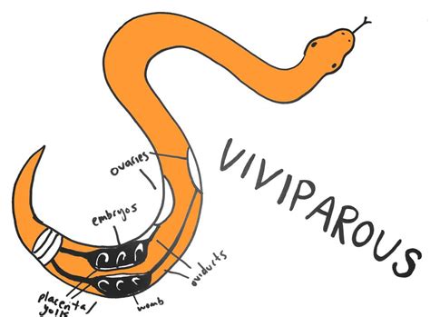 Diagram How Do Snakes Reproduce