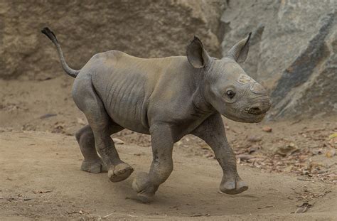 That Baby Rhino Awww : r/aww