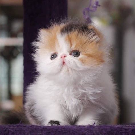 Pinterest | Cute animals, Fluffy cat, Persian cat