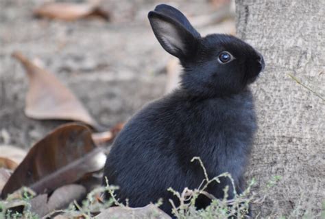 Havana Rabbit Breed Info: Pictures, Care Guide, Lifespan & Traits | Hepper