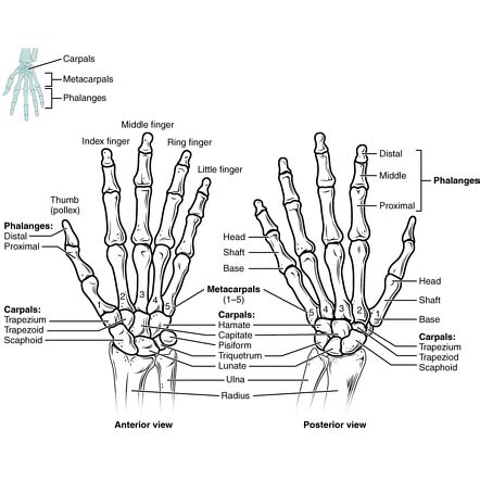 Phalanges Anatomy