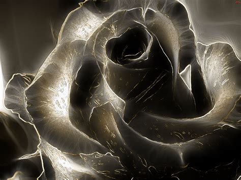 3D Black Rose Image 2206 2560x1920px - HD Wallpaper | Black roses ...