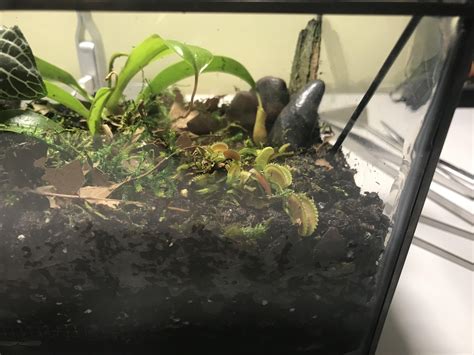 My First Carnivorous Plant/Terrarium Build : r/carnivorousplants