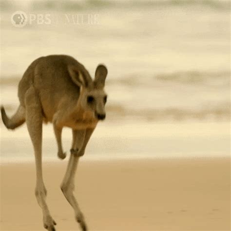 Cute Kangaroo GIFs - Get the best GIF on GIPHY