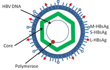 Hepatitis B virus - Wikipedia