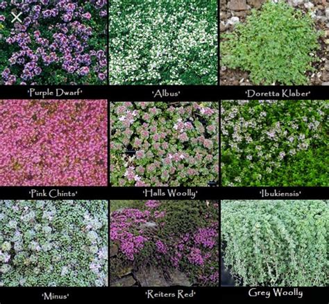 Creeping thyme varieties | Ground cover plants, Plants, Creeping thyme