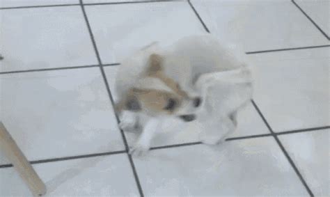 Dog Chasing Your Tail GIF - Dog Chasing Your Tail - Discover & Share GIFs