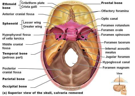 Cranial Fossa and Foramina Flashcards | Chegg.com | Skull anatomy ...