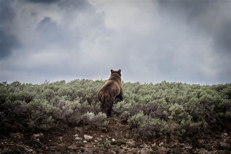 Wildlife in Yellowstone National Park - Best Photo Spots