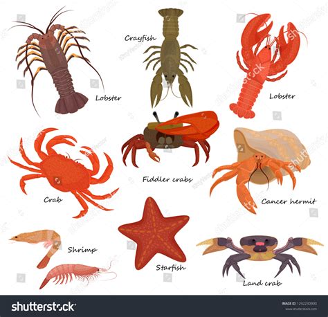 285,761 Crustaceans Images, Stock Photos & Vectors | Shutterstock