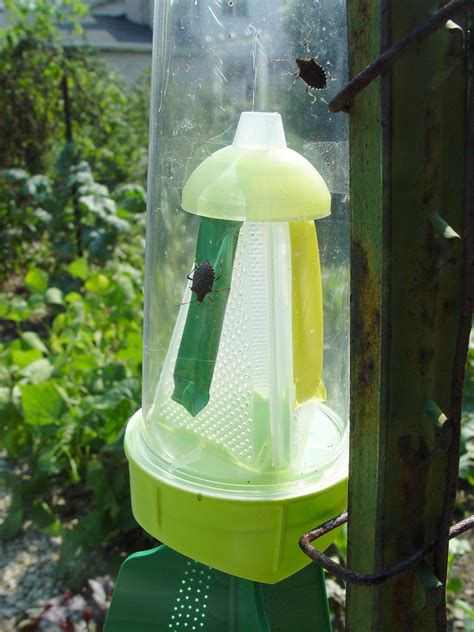 Stink Bugs on Stage | Garden Housecalls