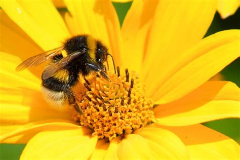 無料画像 : 工場, 写真, 花弁, 咲く, フローラ, 動物相, 無脊椎動物, 黄色の花, 閉じる, 蜂, バンブルビー, ハンメル ...