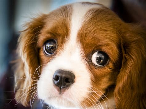 The Truth About 'Puppy Eyes' And Why They're So Cute