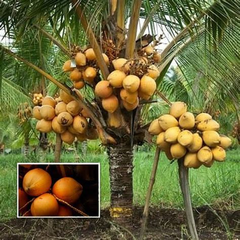 Kerala DWARF Coconut – Indian Glorious Nursery