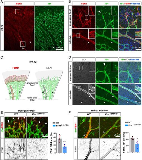 Fibrillin-1 is expressed within the microvasculature of the developing ...