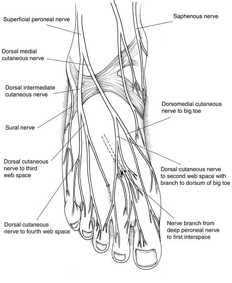 Diagram of The Foot | Nerve, Foot anatomy, Human body systems