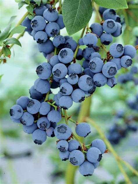 How to Grow Blueberries In a Pot or in Your Garden - Plant Instructions