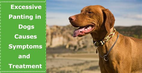 Excessive Panting in Dogs: Causes, Symptoms, and Treatment - PetXU