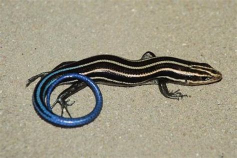 Five-lined Skink | EEK WI