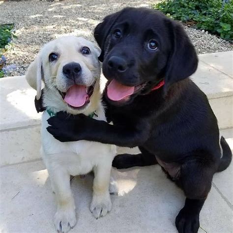 These puppies hugging : r/aww