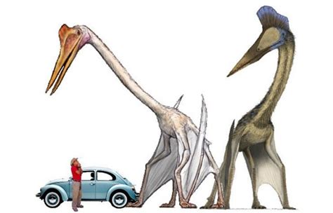 Meet Quetzalcoatlus - World's Largest Flying Animal Had A Wingspan Of ...