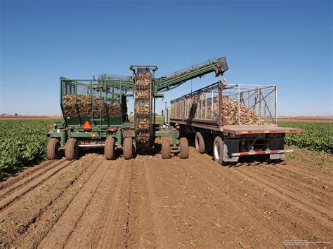 Sugar Beet Harvest in the Panhandle in 2015 | CropWatch | University of ...