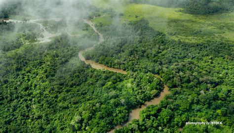 COP27: Conserving the Congo Basin rainforest to benefit the globe ...