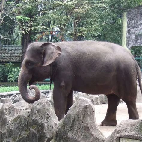 Sumatran Elephant - Facts, Diet, Habitat & Pictures on Animalia.bio