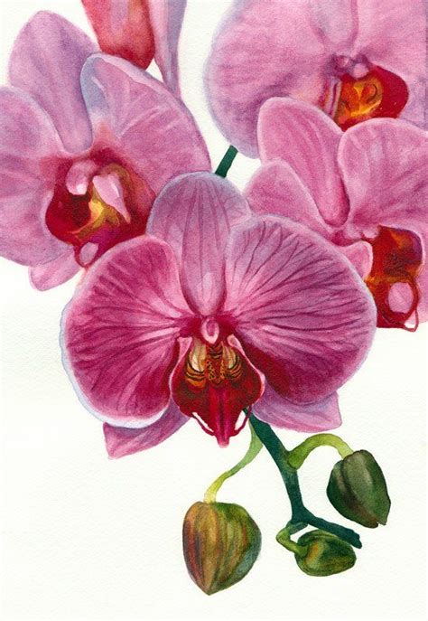 Orchid Painting in Watercolor for the book but…. | Orchids painting ...