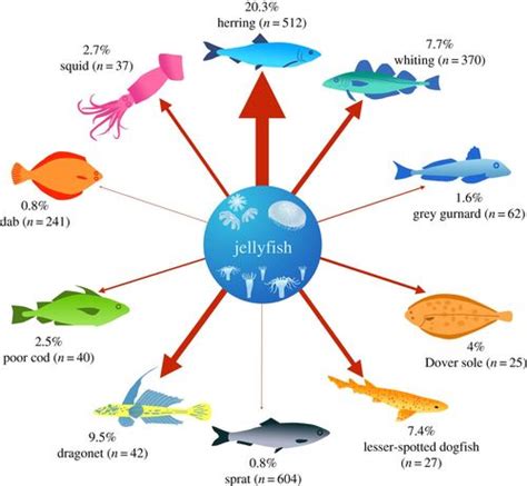 Jellyfish on the menu: mtDNA assay reveals scyphozoan predation in the ...