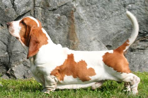 North Country Beagle vs Basset Hound - Breed Comparison