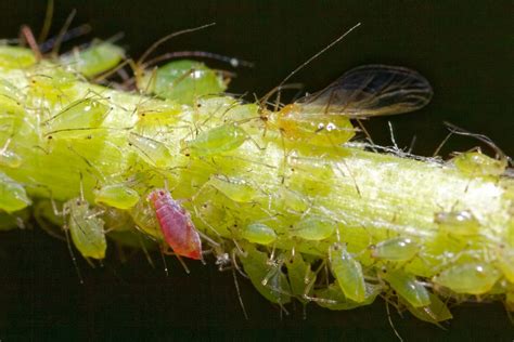 Aphids on Tomatoes: 10 Things You Should Know to Strengthen Defense