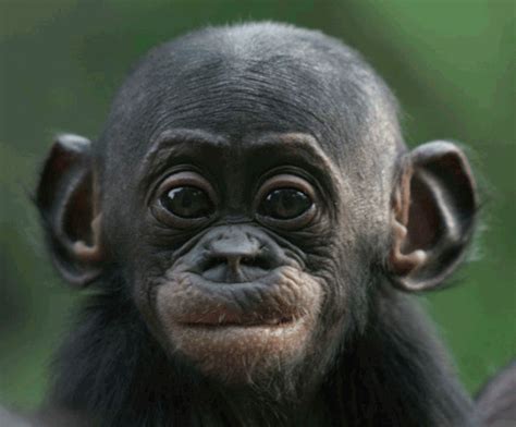 baby monkey monkey gif | WiffleGif