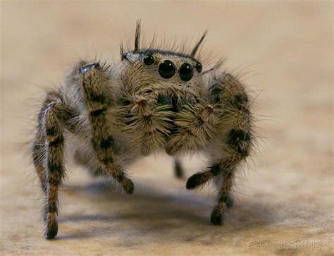 Big Scary Spider Photograph by Cheryl Stephenson