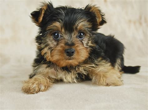 How to Take Care of a Teacup Yorkie Puppy