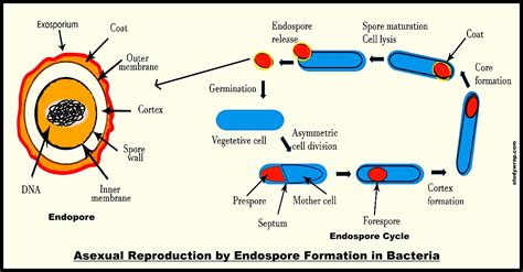 Reproduction in Bacteria - Asexual & Sexual Modes - Study Wrap